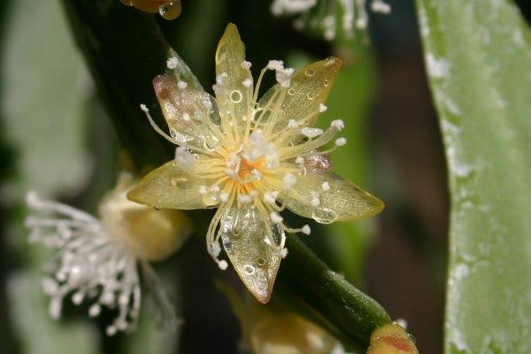 http://www.cloudjungle.com/CloudJungle/Cactaceae/Rhipsalis/Rhipsalis occidentalis flower.jpg